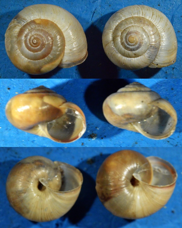 Nuova forma di Monacha sul Monte Faggeto